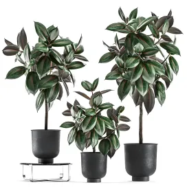 Collection of decorative small trees in black pots